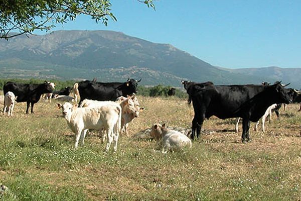 Reses de raza Avileña-Negra Ibérica. Foto: Consejo Regulador de la Carne de la Sierra de Guadarrama