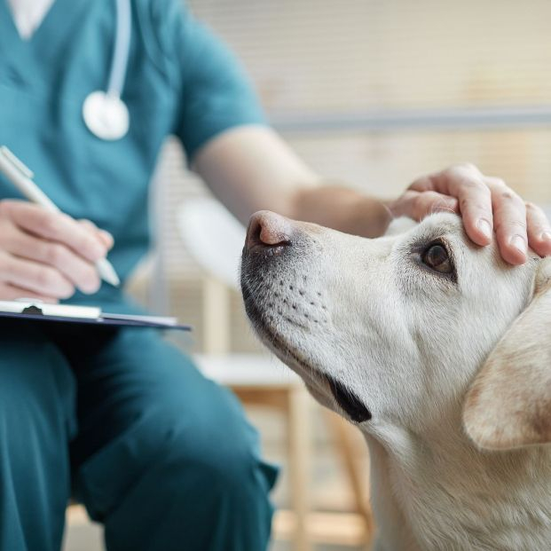 veterinario documentación perro