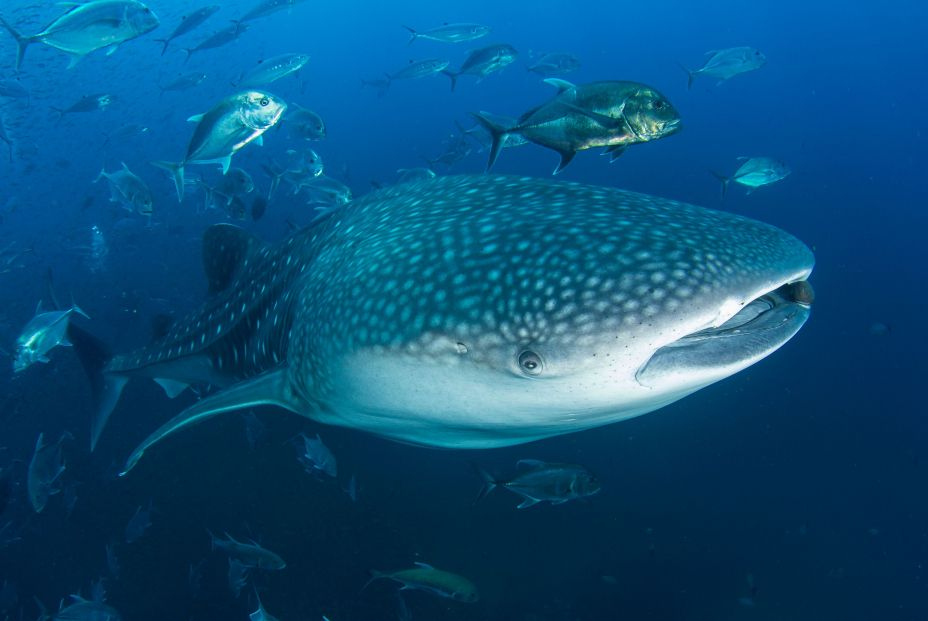 El pez más grande del mundo está en peligro de extinción