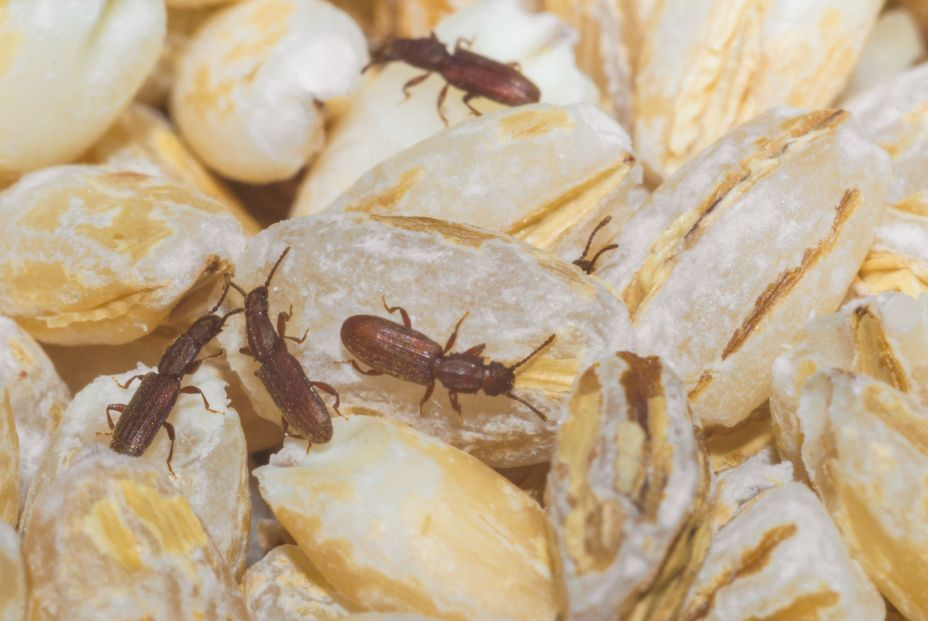 Cuatro insectos comestibles que encontrarás en el supermercado