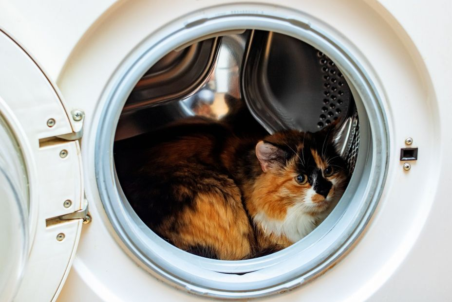 https://amp.65ymas.com/uploads/s1/10/88/70/0/bigstock-fluffy-cat-sits-in-the-washing-377789959_6_928x621.jpeg