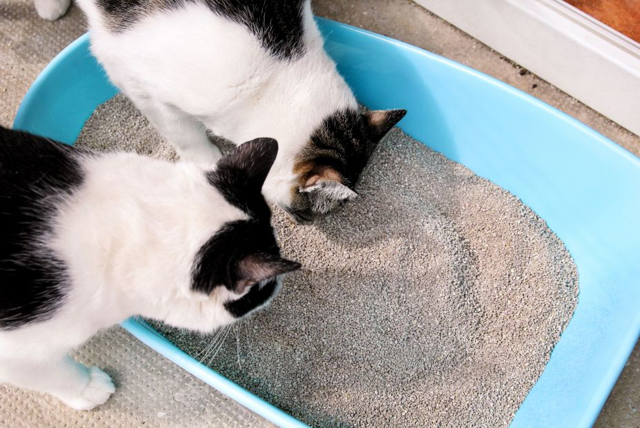 Cómo limpiar el arenero del gato en verano