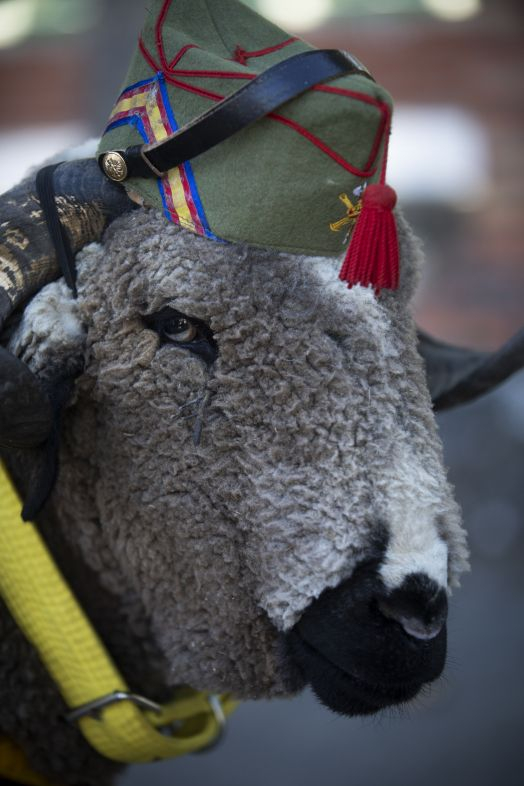 Por qué la cabra es la mascota de la Legión Española