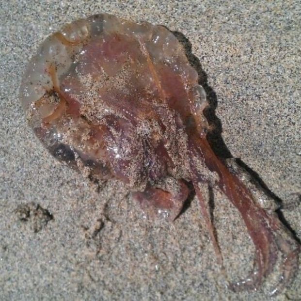 Mucho cuidado este verano con las picaduras de medusas cuando vayas a bañarte