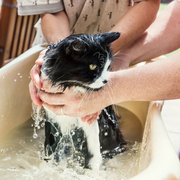 Es bañar a un gato? no ser sencillo