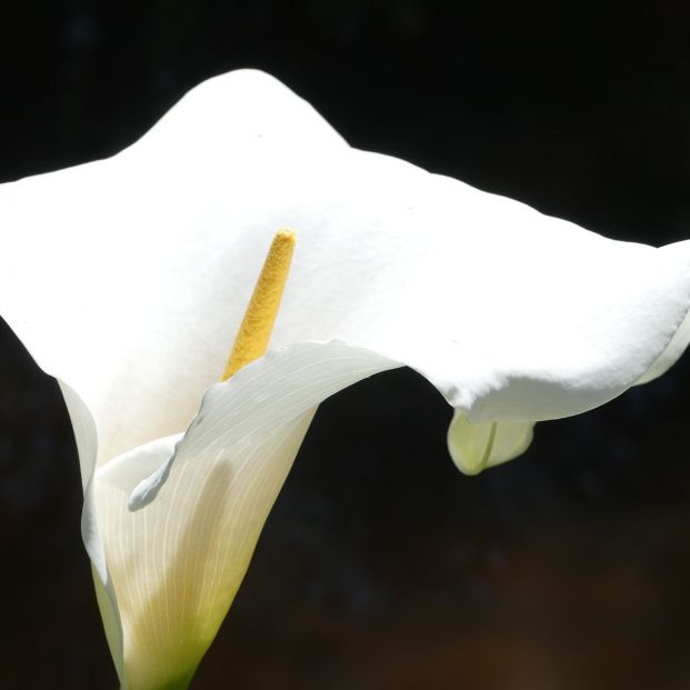 Estas son algunas de las especies de flores más adecuadas para el día de Todos los Santos