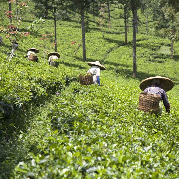 Plantaciones de té (bigstock)