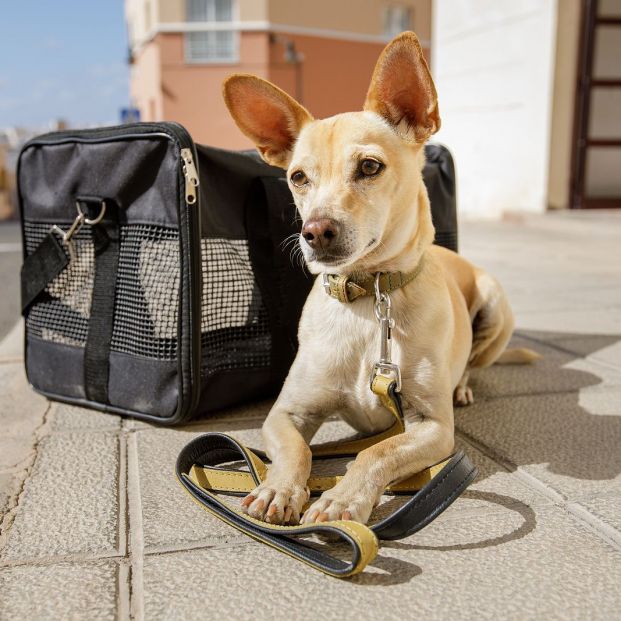 bigstock Dog In Transport Box Or Bag Re 215474731
