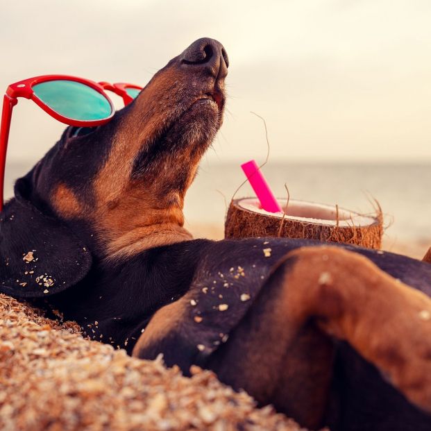 ¿Nunca te separas de tu mascota? Estas son las mejores playas para perros en España