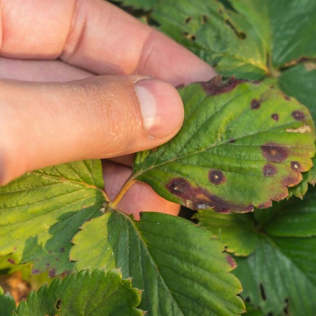 bigstock Strawberry Leaves Infected Hea 262273396