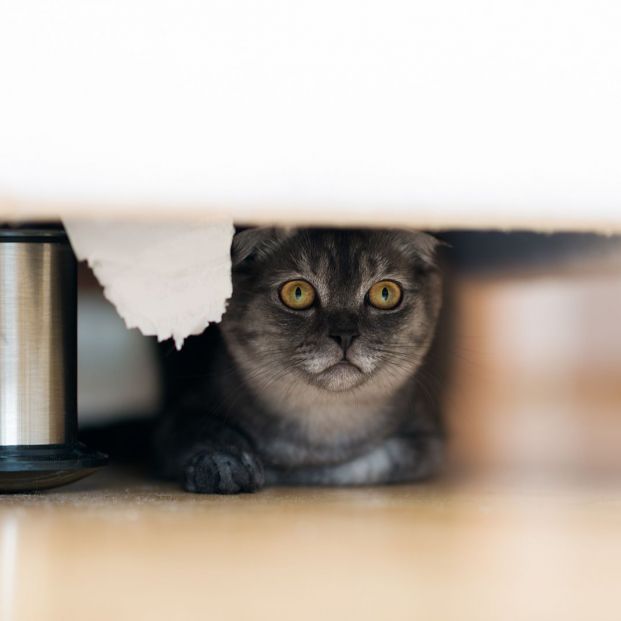 bigstock Gray Cat Is Hiding Under The B 369768667