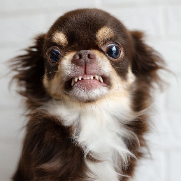 bigstock Aggressive Chihuahua Dog Snarl 334694206