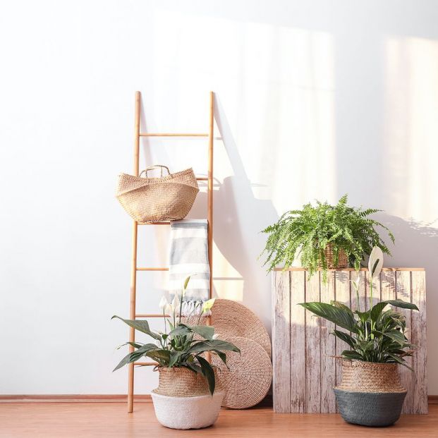 bigstock Limpia el aire de tu hogar con estas plantas
