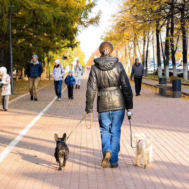 ¿Debemos abrigar a nuestros perros mientras pasean?