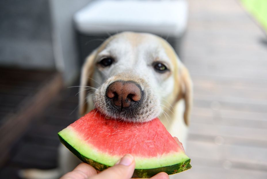 Las 9 frutas que puede comer tu perro y que le encantarán