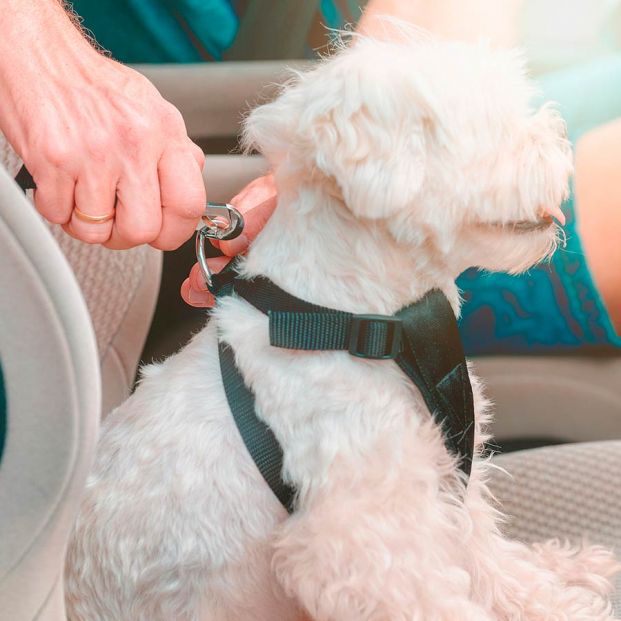 No todo vale para llevar a tu perro en coche: hay multas incluso cuando crees que lo haces bien