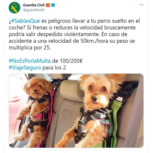 ajo Pagar tributo Vacilar Nueva multa de la DGT por llevar al perro en el coche