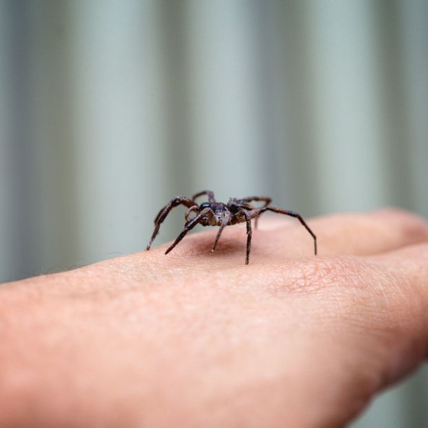 Picadura de araña: ¿Cuánto tarda en bajar la inflamación?