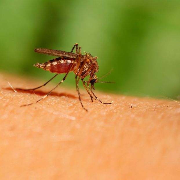 6 productos efectivos para repeler los mosquitos