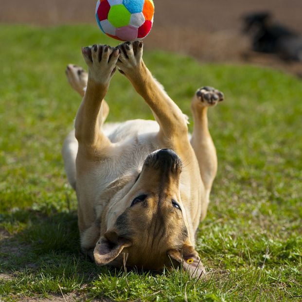 Juegos de estrategia y diversión para perros y gatos que encontrarás en Lidl (Foto Bigstock)