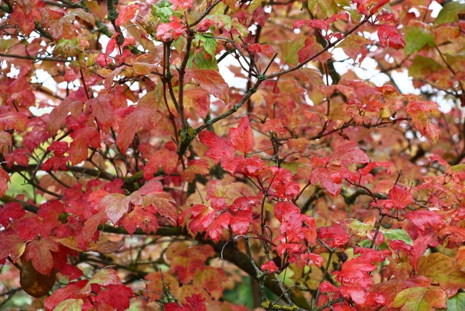 bigstock Autumn Rainy Morning The Fall 408910742