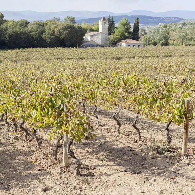Avaline, el vino ecológico que Cameron Díaz elabora con uvas catalanas y que puedes comprar por Internet (Foto Bigstock)