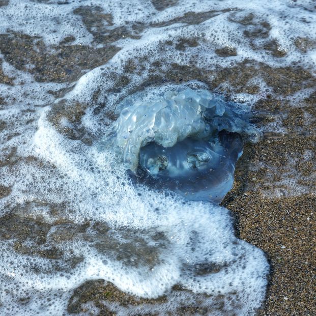 Miles de medusas invaden las playas del Mediterráneo