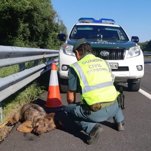 EuropaPress animal atropellado carretera guardia civil