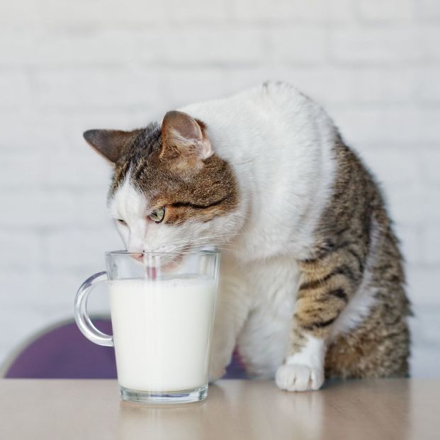 Gato bebiendo leche